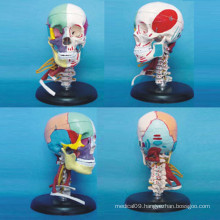 Human Skull Medical Anatomical Model with Vascular Nerve Muscle